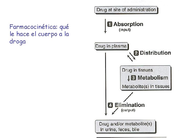 Farmacocinética: qué le hace el cuerpo a la droga 
