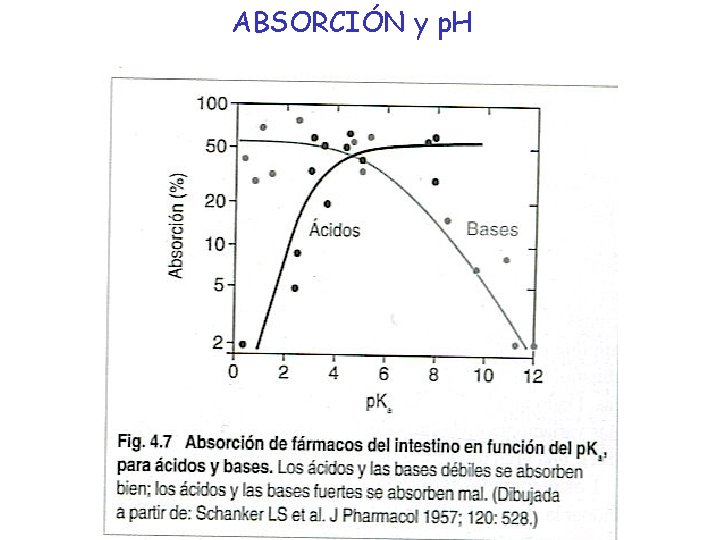 ABSORCIÓN y p. H 