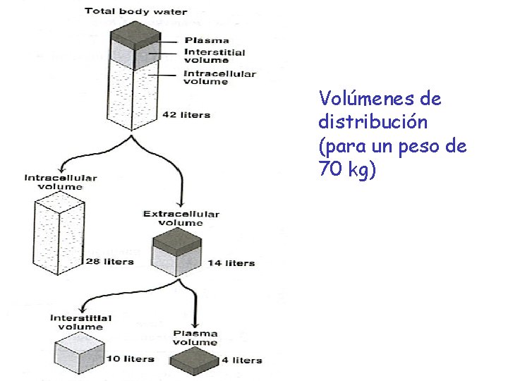 Volúmenes de distribución (para un peso de 70 kg) 