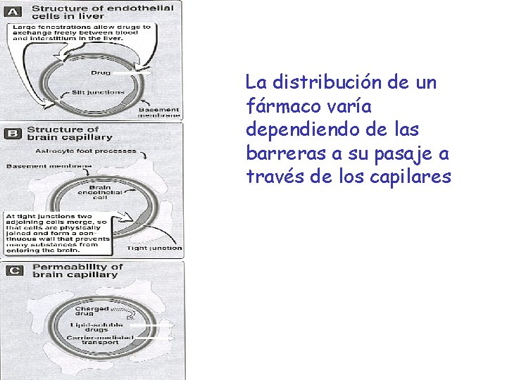 La distribución de un fármaco varía dependiendo de las barreras a su pasaje a