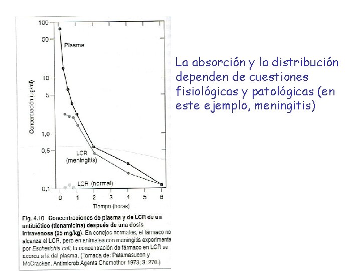 La absorción y la distribución dependen de cuestiones fisiológicas y patológicas (en este ejemplo,