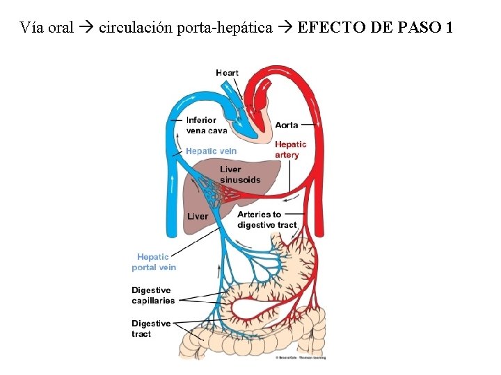 Vía oral circulación porta-hepática EFECTO DE PASO 1 