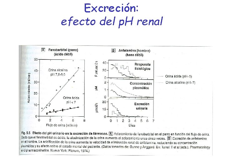 Excreción: efecto del p. H renal 