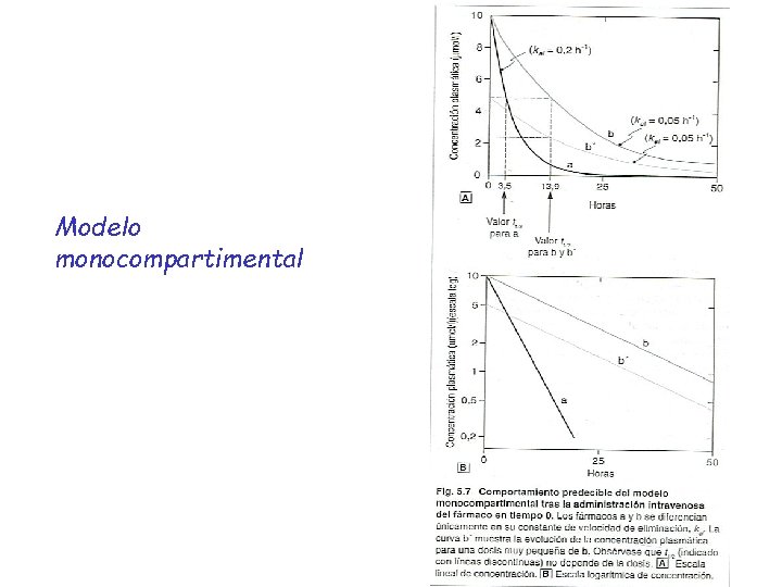 Modelo monocompartimental 