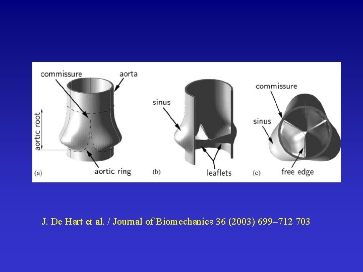 J. De Hart et al. / Journal of Biomechanics 36 (2003) 699– 712 703