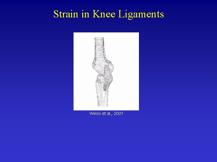Strain in Knee Ligaments Weiss et al. , 2001 