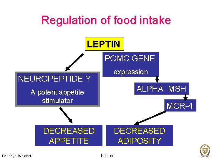 Regulation of food intake LEPTIN POMC GENE NEUROPEPTIDE Y expression ALPHA MSH A potent