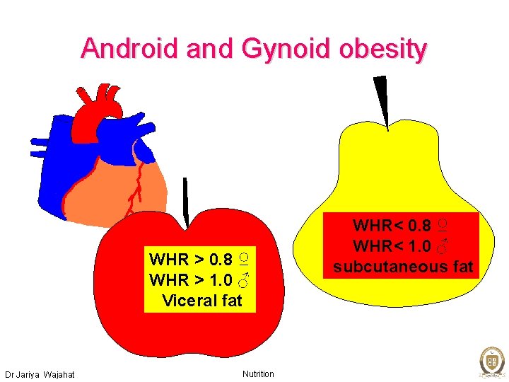 Android and Gynoid obesity WHR > 0. 8 ♀ WHR > 1. 0 ♂