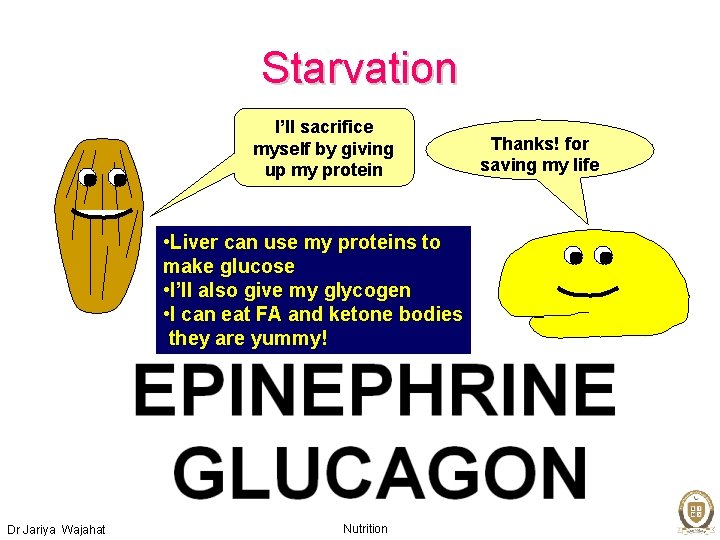 Starvation I’ll sacrifice myself by giving up my protein • Liver can use my
