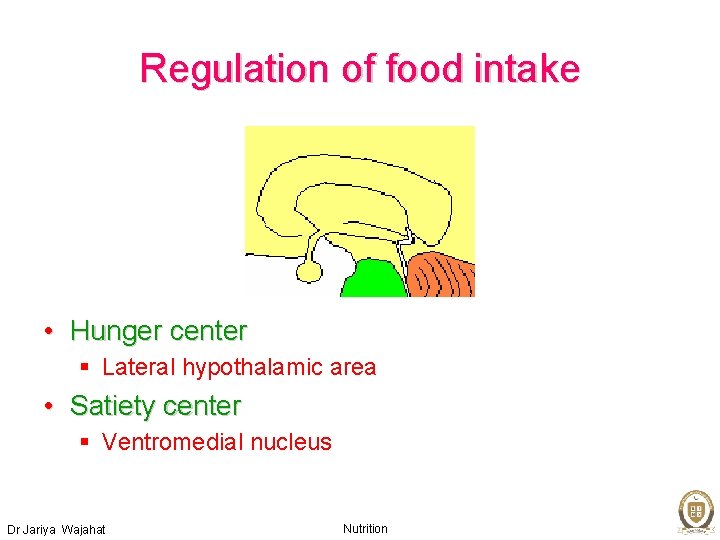 Regulation of food intake • Hunger center § Lateral hypothalamic area • Satiety center