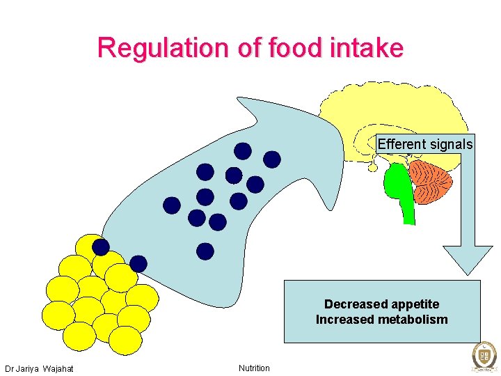 Regulation of food intake Efferent signals Decreased appetite Increased metabolism Dr Jariya Wajahat Nutrition