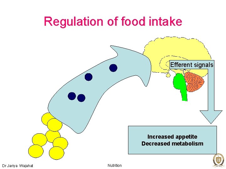 Regulation of food intake Efferent signals Increased appetite Decreased metabolism Dr Jariya Wajahat Nutrition