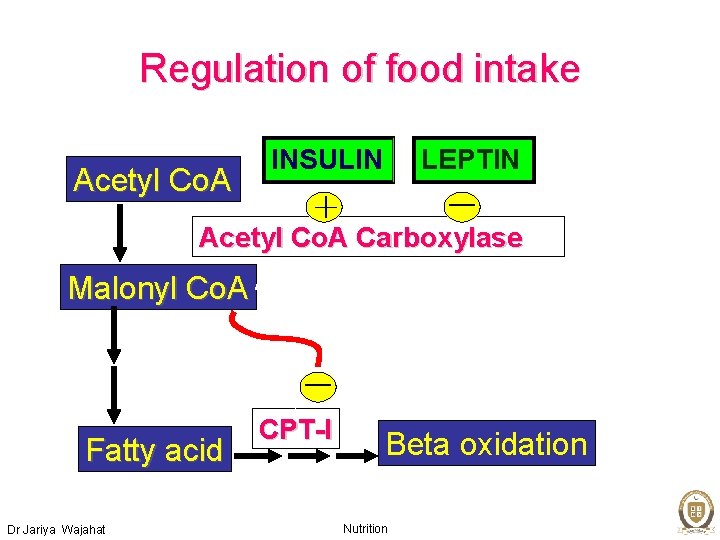 Regulation of food intake Acetyl Co. A INSULIN LEPTIN Acetyl Co. A Carboxylase Malonyl