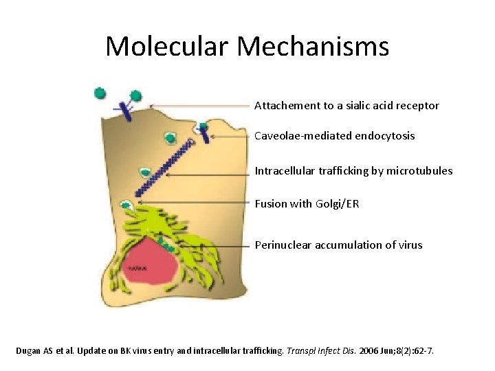 Molecular Mechanisms Attachement to a sialic acid receptor Caveolae-mediated endocytosis Intracellular trafficking by microtubules