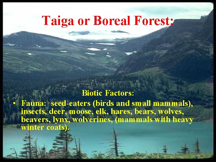 Taiga or Boreal Forest: Biotic Factors: • Fauna: seed-eaters (birds and small mammals), insects,