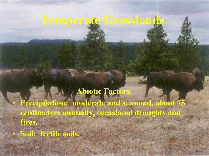 Temperate Grasslands: Abiotic Factors: • Precipitation: moderate and seasonal, about 75 centimeters annually, occasional