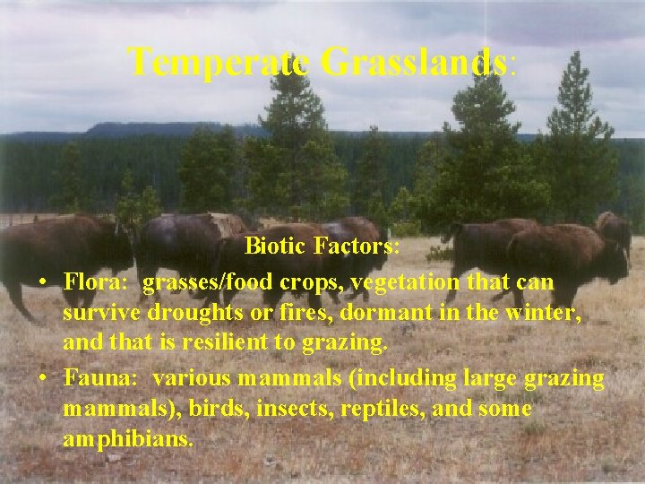 Temperate Grasslands: Biotic Factors: • Flora: grasses/food crops, vegetation that can survive droughts or