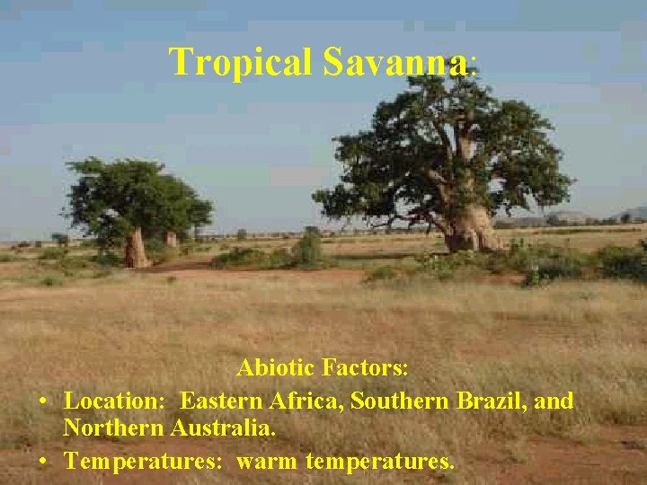 Tropical Savanna: Abiotic Factors: • Location: Eastern Africa, Southern Brazil, and Northern Australia. •