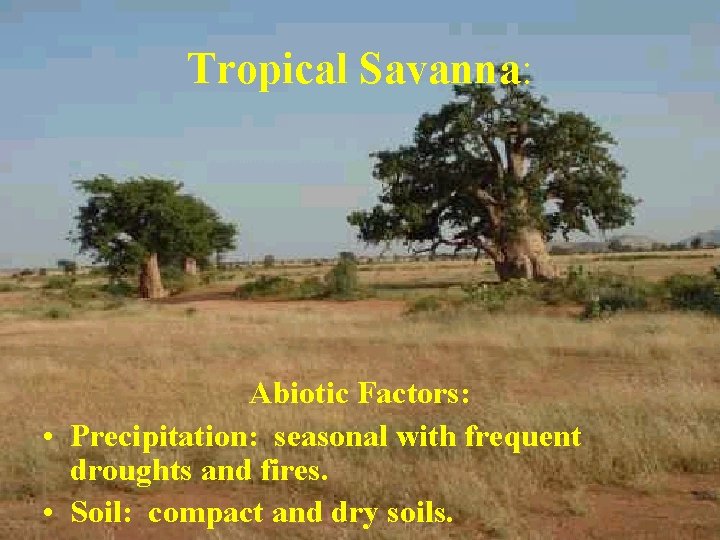 Tropical Savanna: Abiotic Factors: • Precipitation: seasonal with frequent droughts and fires. • Soil: