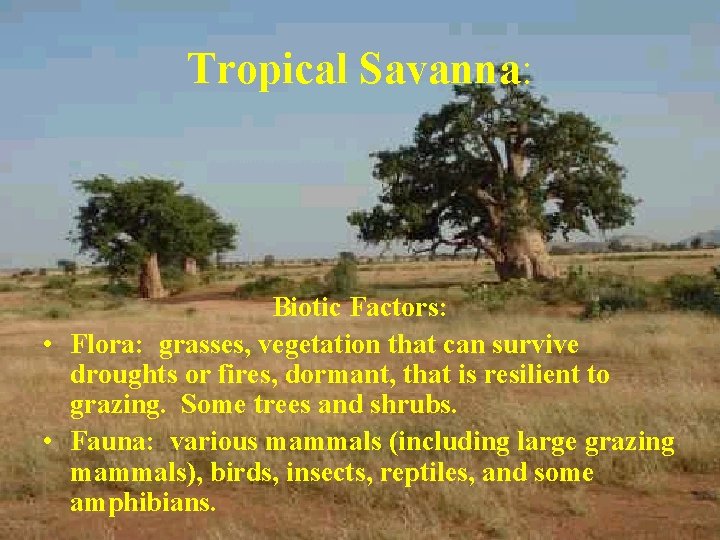 Tropical Savanna: Biotic Factors: • Flora: grasses, vegetation that can survive droughts or fires,