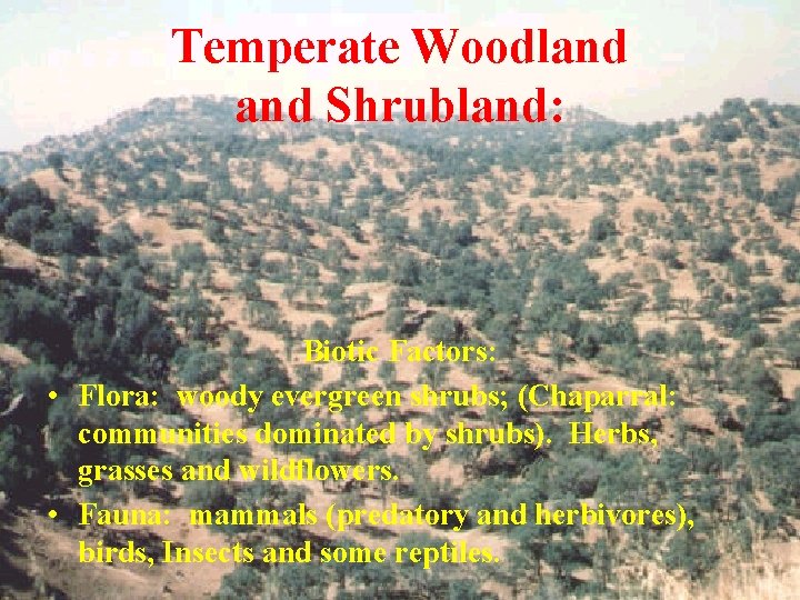 Temperate Woodland Shrubland: Biotic Factors: • Flora: woody evergreen shrubs; (Chaparral: communities dominated by