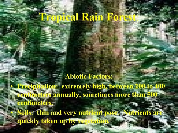 Tropical Rain Forest: Abiotic Factors: • Precipitation: extremely high, between 200 to 400 centimeters