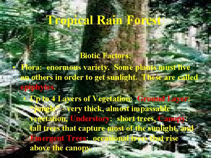 Tropical Rain Forest: Biotic Factors: • Flora: enormous variety. Some plants must live on