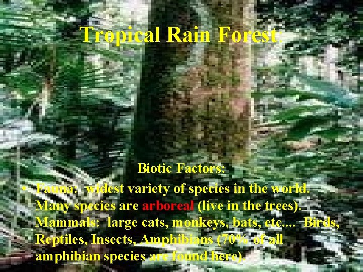Tropical Rain Forest: Biotic Factors: • Fauna: widest variety of species in the world.