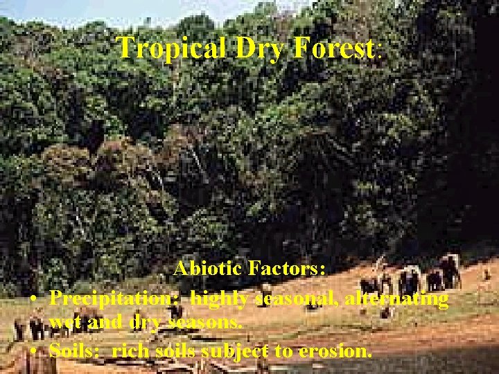 Tropical Dry Forest: Abiotic Factors: • Precipitation: highly seasonal, alternating wet and dry seasons.