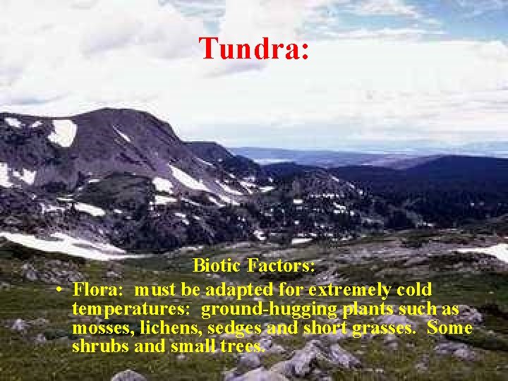 Tundra: Biotic Factors: • Flora: must be adapted for extremely cold temperatures: ground-hugging plants