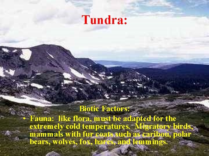 Tundra: Biotic Factors: • Fauna: like flora, must be adapted for the extremely cold