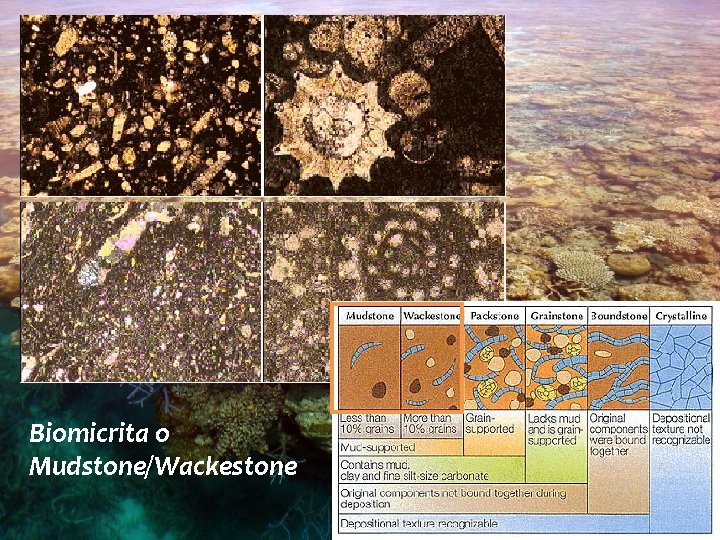 Biomicrita o Mudstone/Wackestone 