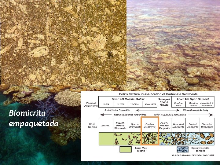 Biomicrita empaquetada 