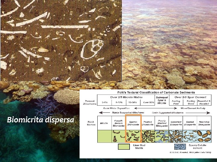 Biomicrita dispersa 