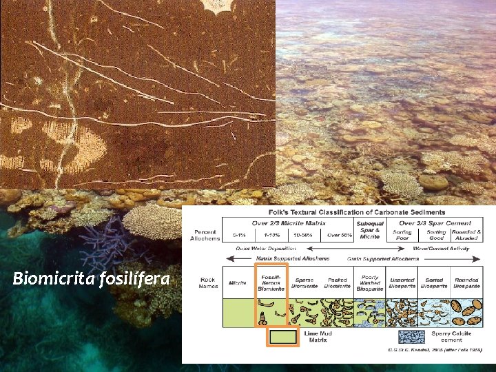 Biomicrita fosilífera 