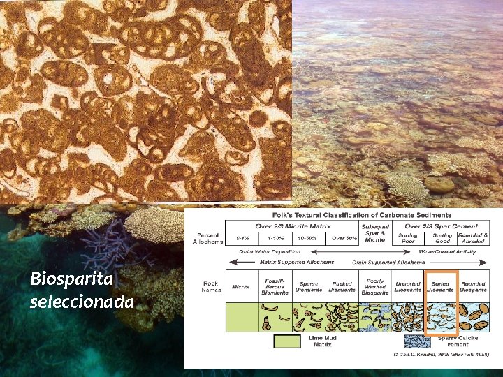 Biosparita seleccionada 