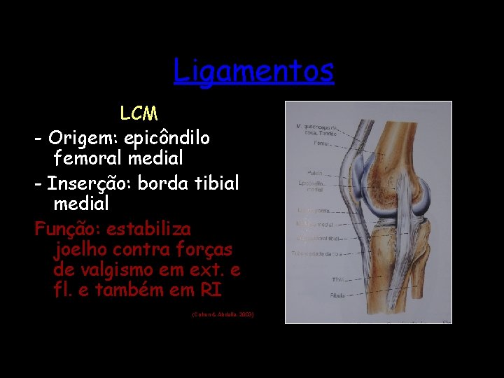 Ligamentos LCM - Origem: epicôndilo femoral medial - Inserção: borda tibial medial Função: estabiliza