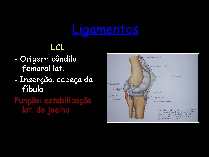 Ligamentos LCL - Origem: côndilo femoral lat. - Inserção: cabeça da fíbula Função: estabilização