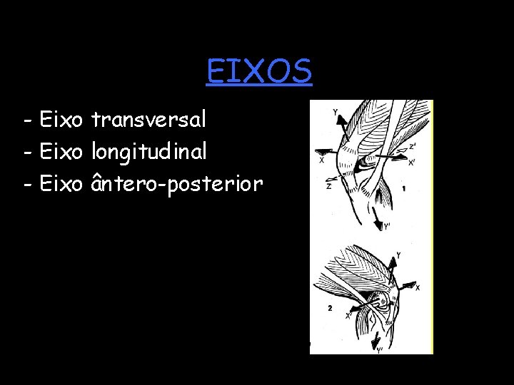 EIXOS - Eixo transversal - Eixo longitudinal - Eixo ântero-posterior 