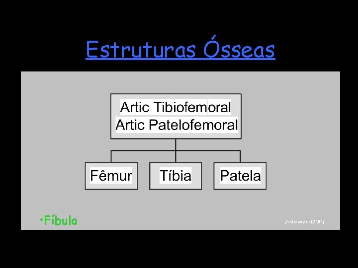 Estruturas Ósseas • Fíbula (Andrews et al, 2000) 