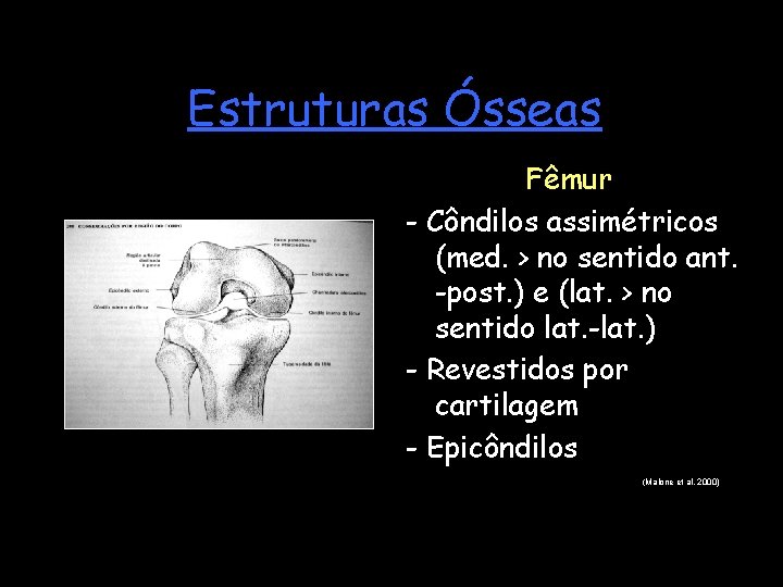 Estruturas Ósseas Fêmur - Côndilos assimétricos (med. > no sentido ant. -post. ) e