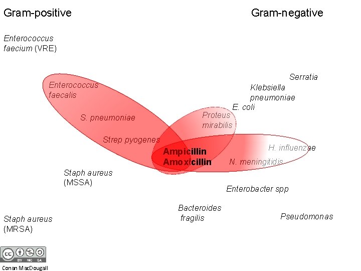 Gram-positive Gram-negative Enterococcus faecium (VRE) Serratia Enterococcus faecalis S. pneumoniae Proteus mirabilis Strep pyogenes