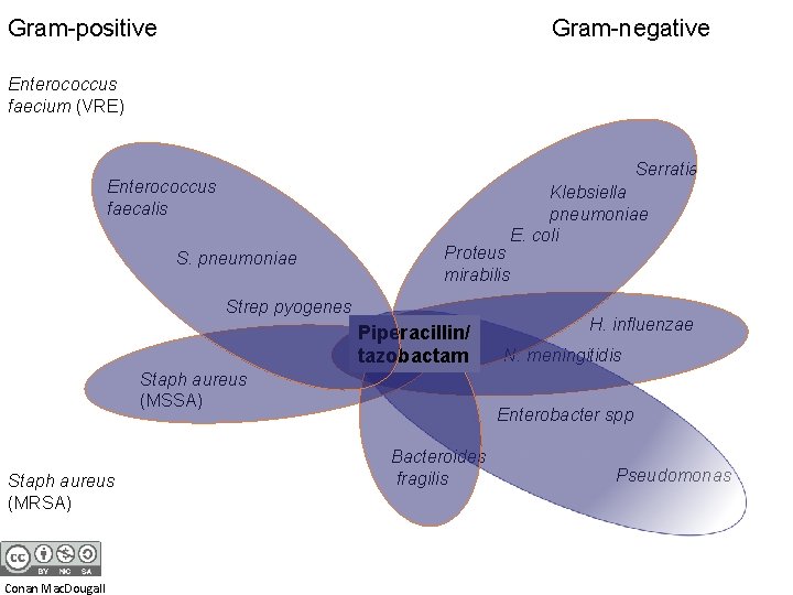 Gram-positive Gram-negative Enterococcus faecium (VRE) Serratia Enterococcus faecalis S. pneumoniae Proteus mirabilis Strep pyogenes