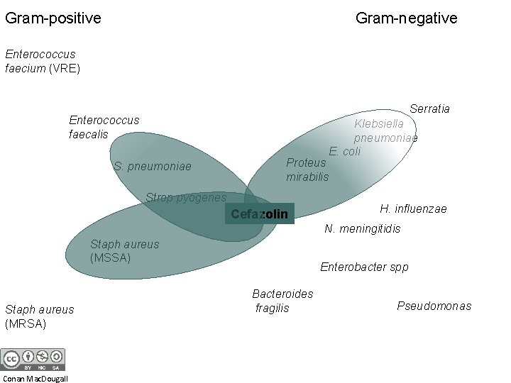 Gram-positive Gram-negative Enterococcus faecium (VRE) Serratia Enterococcus faecalis S. pneumoniae Proteus mirabilis Strep pyogenes