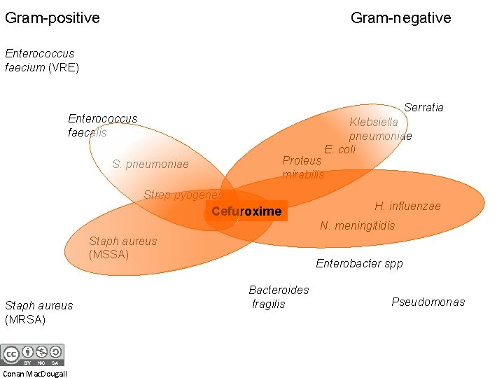 Gram-positive Gram-negative Enterococcus faecium (VRE) Serratia Enterococcus faecalis Proteus mirabilis S. pneumoniae Strep pyogenes