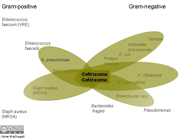 Gram-positive Gram-negative Enterococcus faecium (VRE) Serratia Enterococcus faecalis Proteus mirabilis S. pneumoniae Strep pyogenes