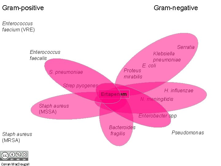 Gram-positive Gram-negative Enterococcus faecium (VRE) Serratia Enterococcus faecalis S. pneumoniae Proteus mirabilis Strep pyogenes