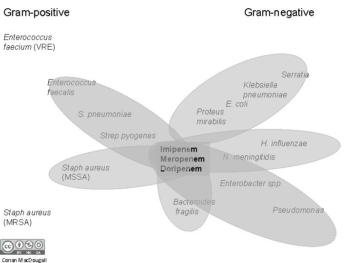 Gram-positive Gram-negative Enterococcus faecium (VRE) Serratia Enterococcus faecalis S. pneumoniae Proteus mirabilis Strep pyogenes