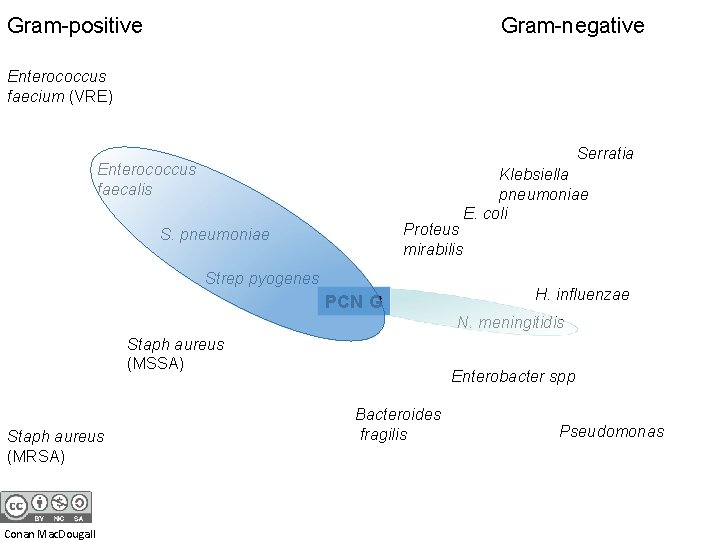 Gram-positive Gram-negative Enterococcus faecium (VRE) Serratia Enterococcus faecalis Proteus mirabilis S. pneumoniae Strep pyogenes