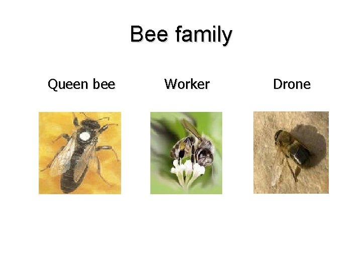 Bee family Queen bee Worker Drone 